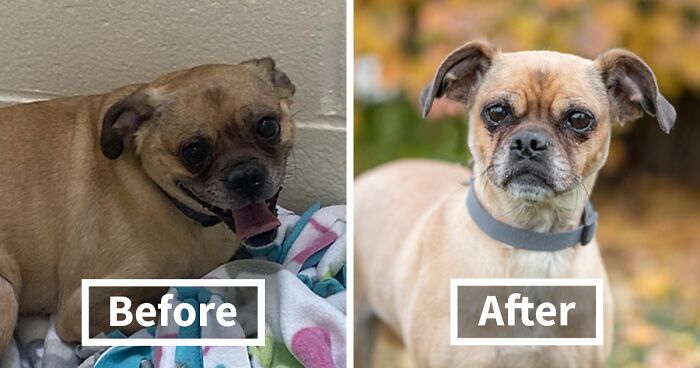 Many Initial Shelter Pet Photos Don’t Represent Dogs Accurately, So I Retake Them (22 Pics)