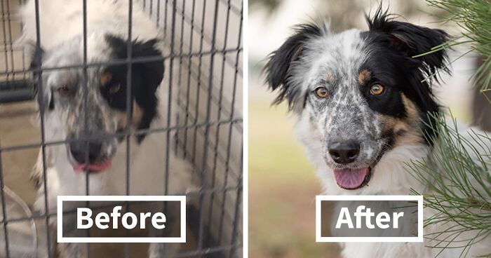 Many Initial Shelter Pet Photos Don’t Represent Dogs Accurately, So I Retake Them (22 Pics)