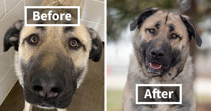 I Retake Shelter Dogs' Photos To Increase Their Chances Of Adoption, Here Are 22 Before And After