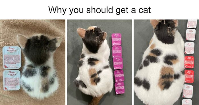 33 Reasons Why Owning A Cat Is A Must, As Shared On This Twitter Page