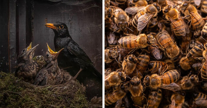 Nature TTL Photographer Competition 2023 Finalists Will Leave You In Awe (18 Photos)