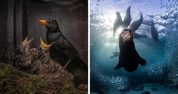 Prepare To Be Amazed By This Year’s Nature Photography Competition Winning Photos (18 Photos)