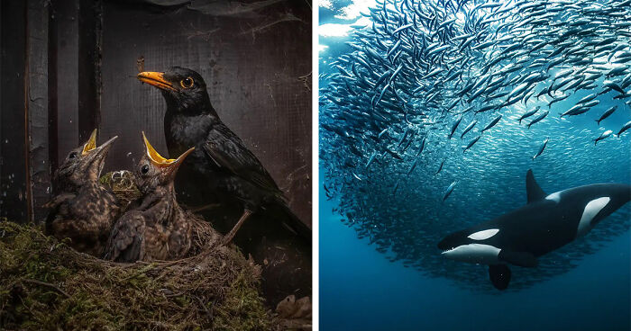 Prepare To Be Amazed By This Year’s Nature Photography Competition Winning Photos (18 Photos)