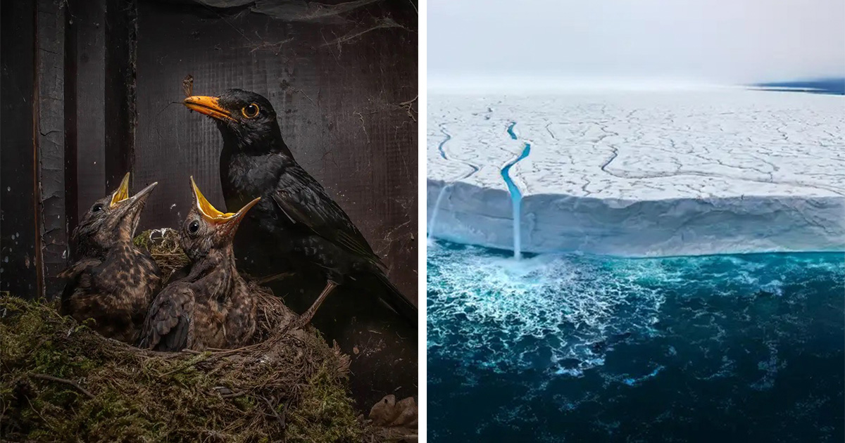 Prepare To Be Amazed By This Year’s Nature Photography Competition ...