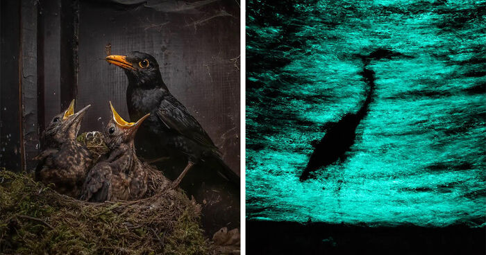 18 Stunning Winning Photos Of The Nature TTL Photographer Of The Year Competition 2023