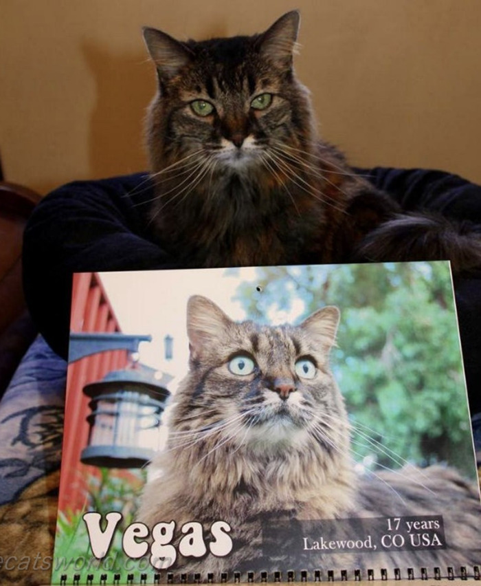 A cat is next to a calendar with its picture on it