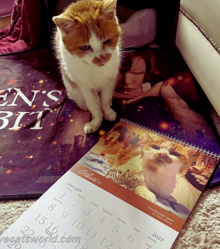 A cat is next to a calendar with its picture on it