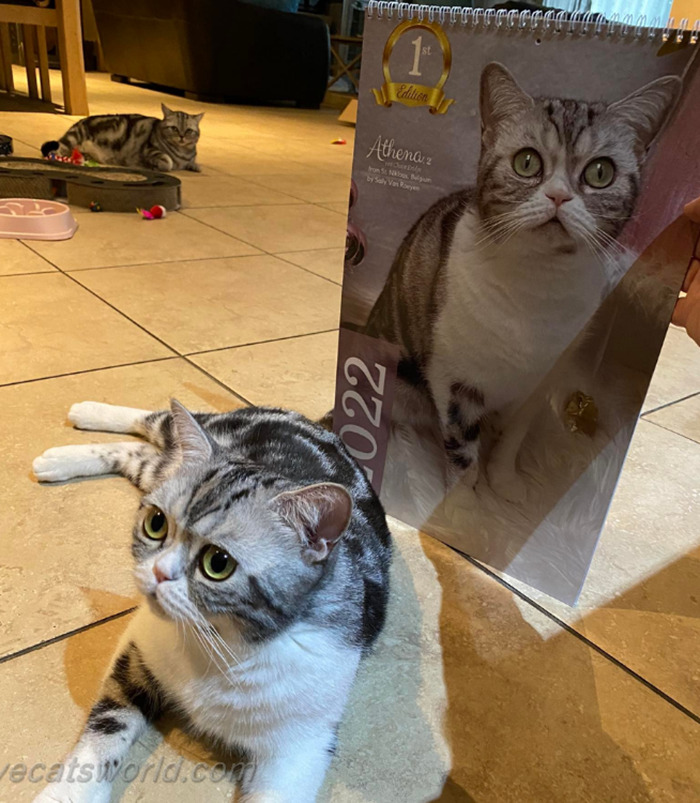 A cat is next to a calendar with its picture on it