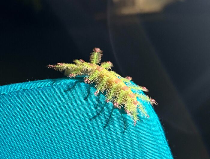 This Guy Joined Me On My Beach Chair In Thailand