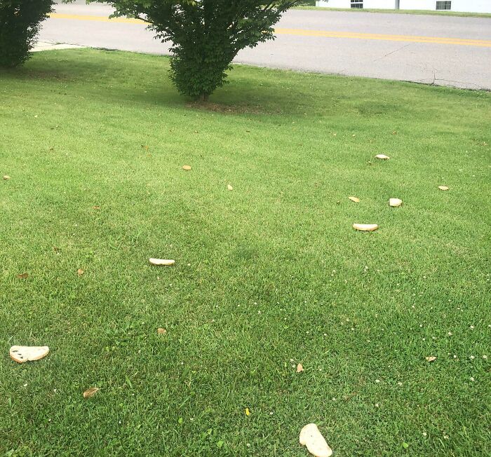 My Neighbors Constantly Throw Food In My Yard