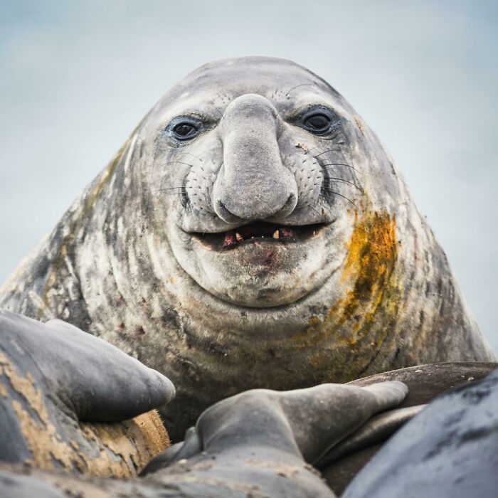 Elephant Seal