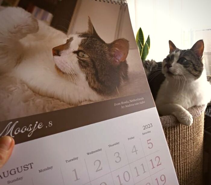 A cat is next to a calendar with its picture on it