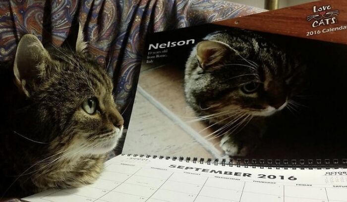 A cat is next to a calendar with its picture on it