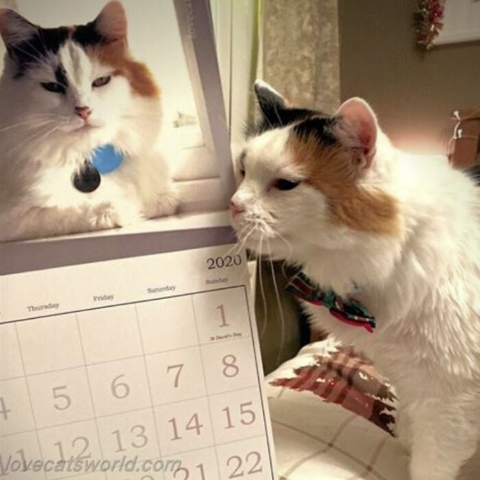 A cat is next to a calendar with its picture on it