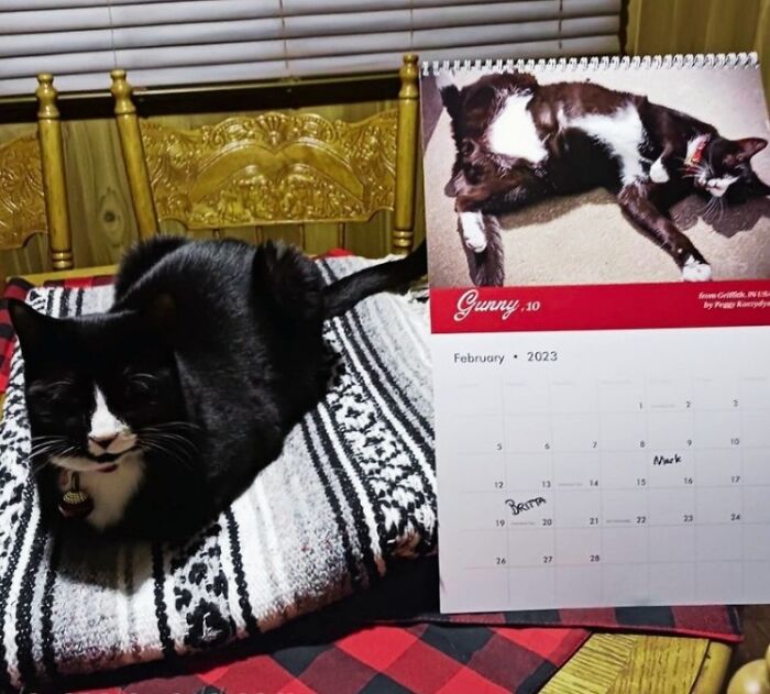 A cat is next to a calendar with its picture on it