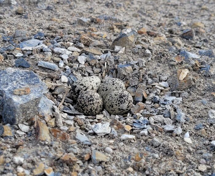 Eggs On The Beach