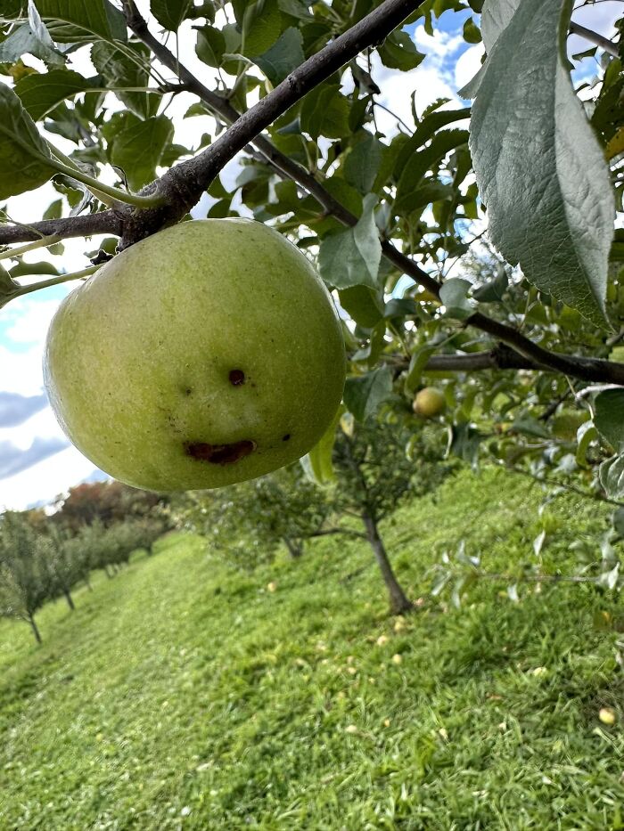 Apple Picking