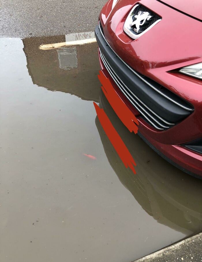 Saw A Goldfish In A Rain Puddle Today