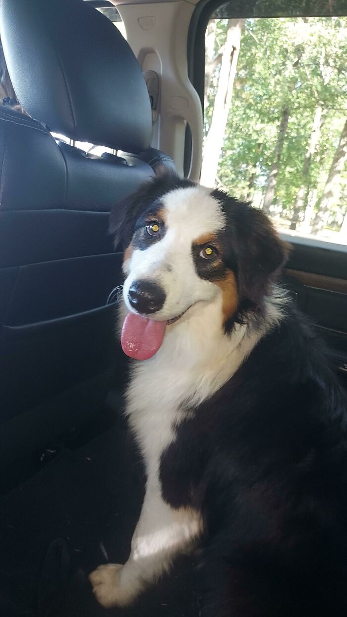 I Just Adopted An Australian Shepard A Few Days Ago!!!