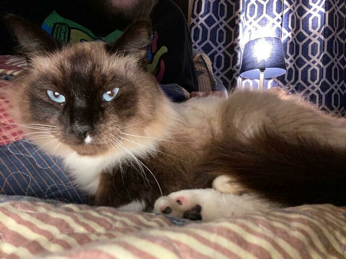 My Newly Adopted Floofball Ragdoll, Teddy