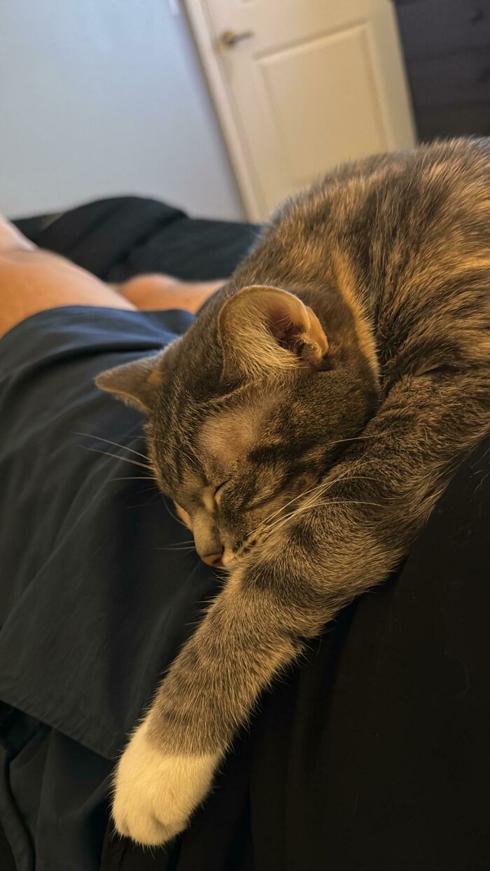 Rescued Her From A Shelter Three Days Ago And She’s Finally Getting Comfortable 🥹