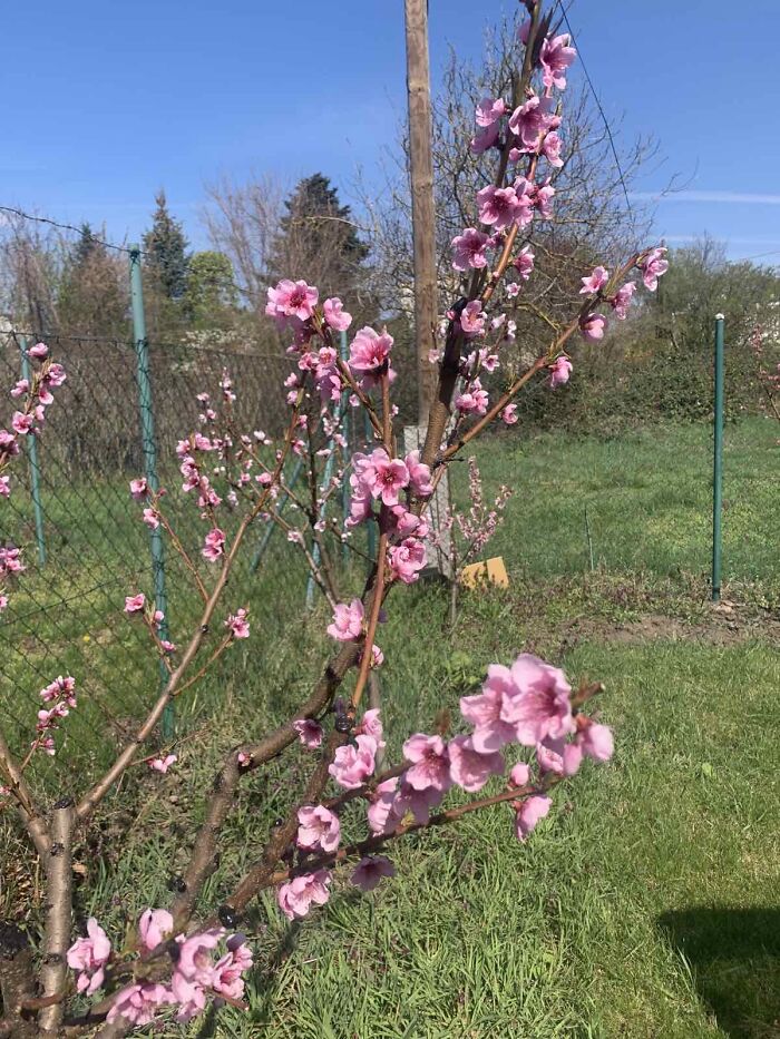 Peachtree Blossom 🌸