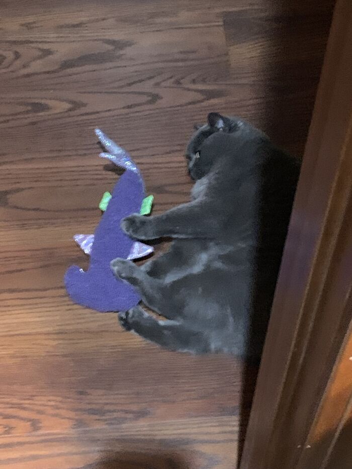 She Brought A Stuffed Shark To Play With