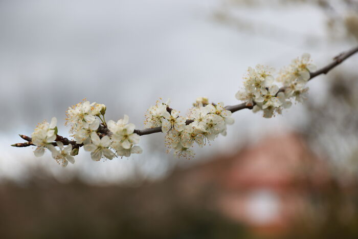 Photo Of A Tree In Bud