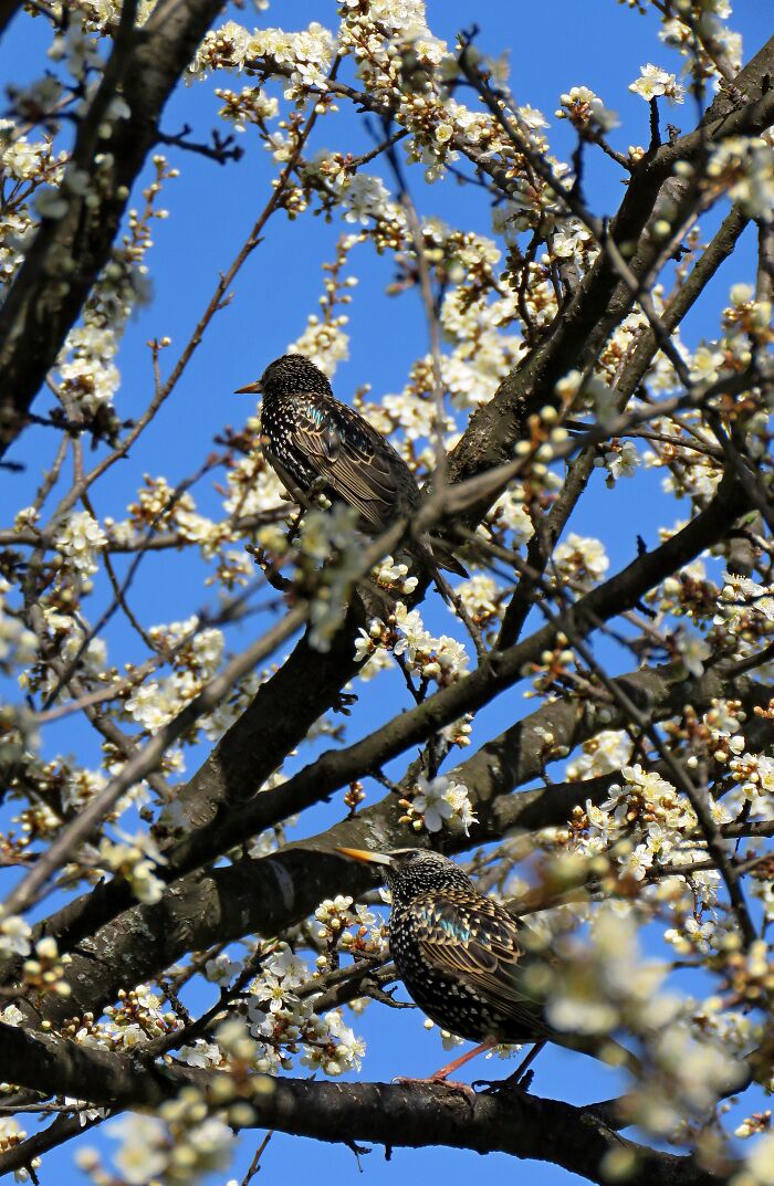 Tree In Buds And Starlings