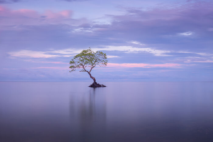 Mangrove Action Awards Alone Tree