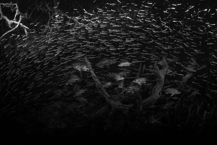 Mangrove Action Awards Fish