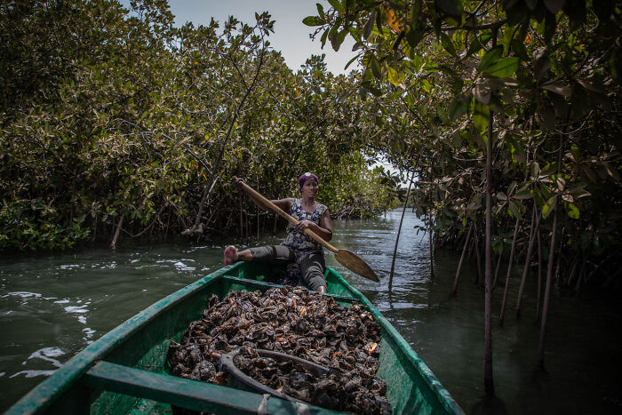 Mangrove Action Awards Clams