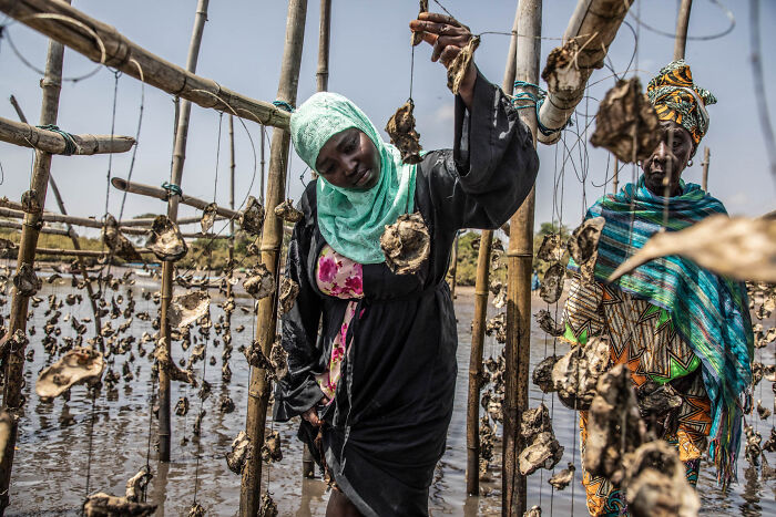 Mangroves & Conservation Stories Runner Up: Stewards Of The Mangroves By Jason Florio, Gambia