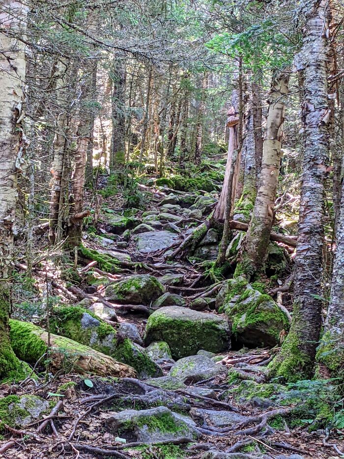 New Hampshire Mountain (Yes, There's A Filter. The Moss Wasn't As Bright In The Picture As It Was In Real Life)