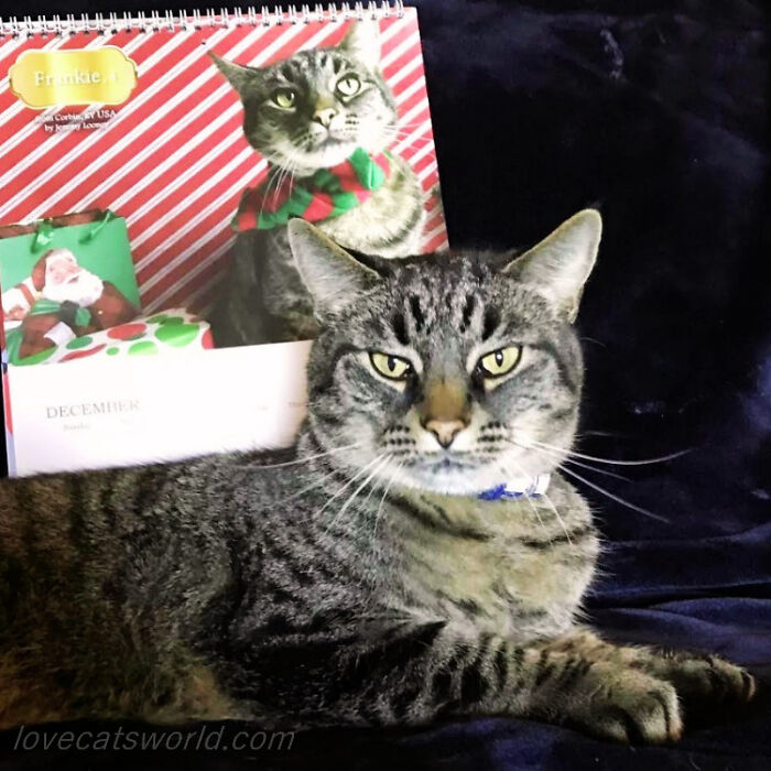 A cat is next to a calendar with its picture on it