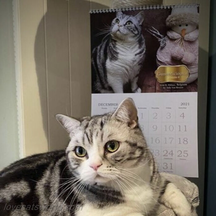 A cat is next to a calendar with its picture on it