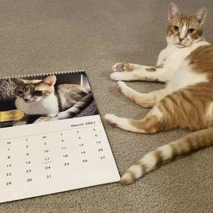 A cat is next to a calendar with its picture on it