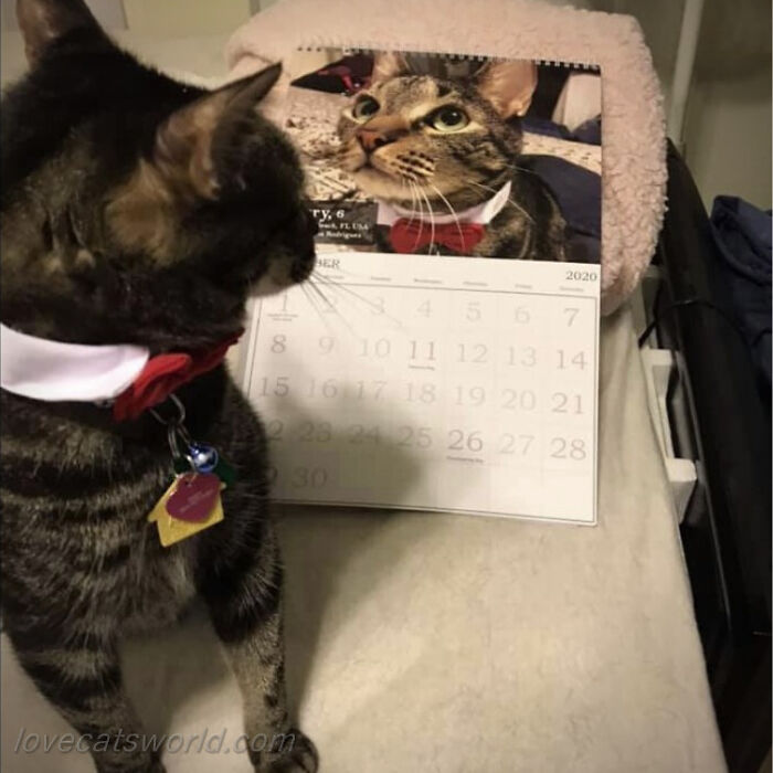 A cat is next to a calendar with its picture on it