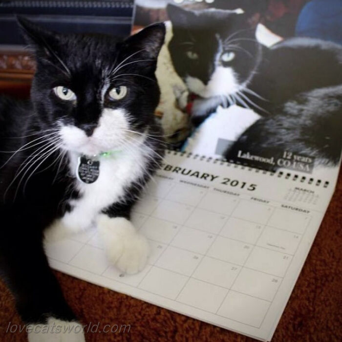 A cat is next to a calendar with its picture on it