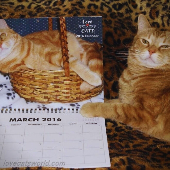 A cat is next to a calendar with its picture on it