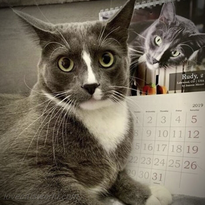 A cat is next to a calendar with its picture on it