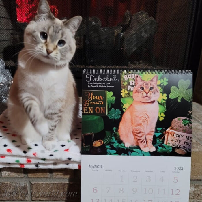 A cat is next to a calendar with its picture on it