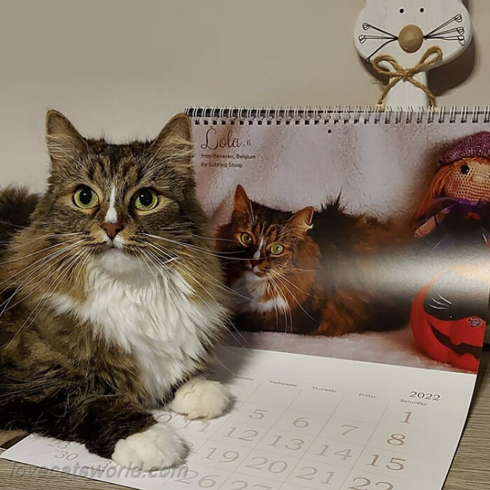 A cat is next to a calendar with its picture on it