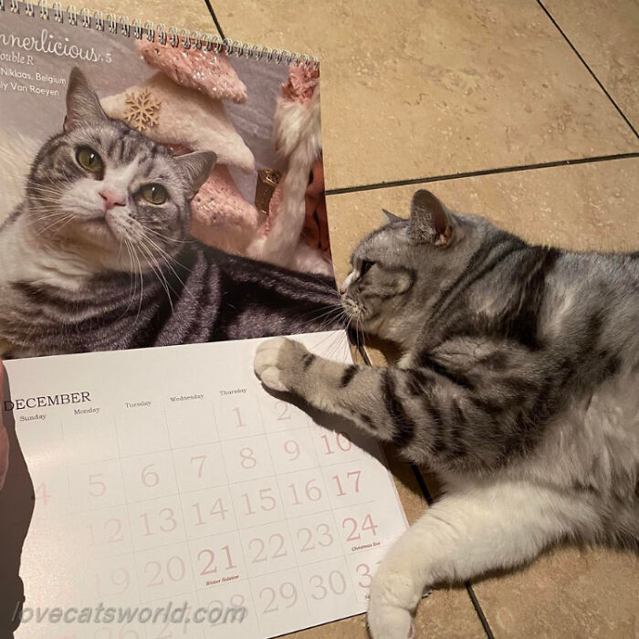 A cat is next to a calendar with its picture on it