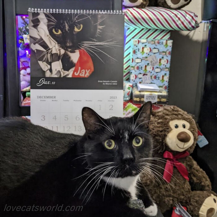 A cat is next to a calendar with its picture on it