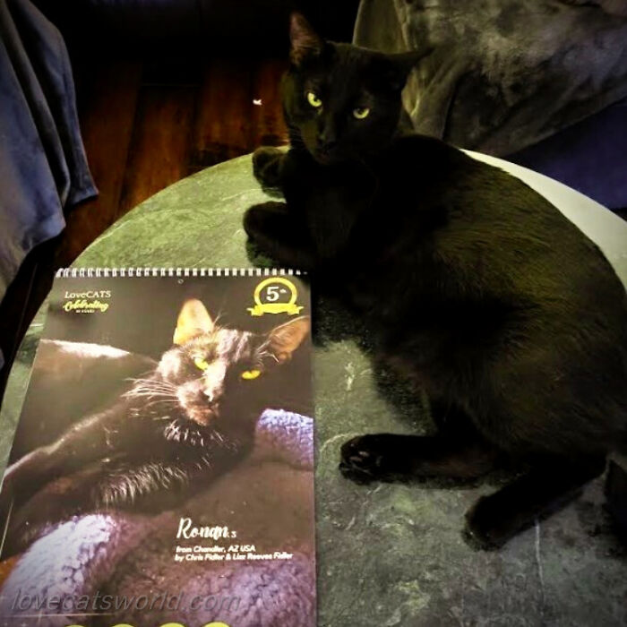 A cat is next to a calendar with its picture on it