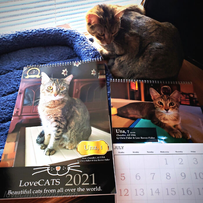 A cat is next to a calendar with its picture on it