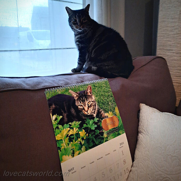 A cat is next to a calendar with its picture on it