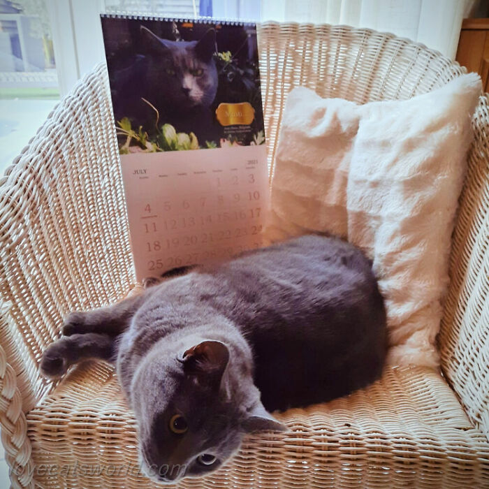 A cat is next to a calendar with its picture on it