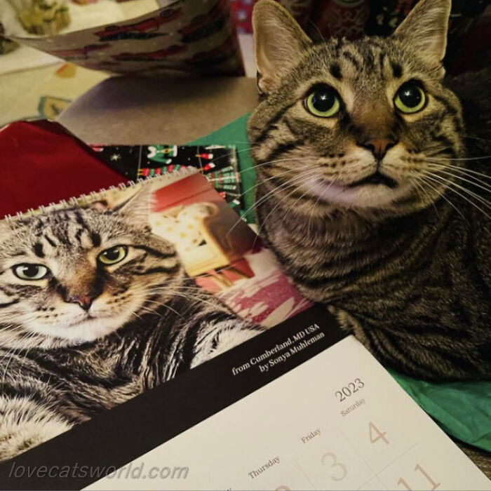 A cat is next to a calendar with its picture on it